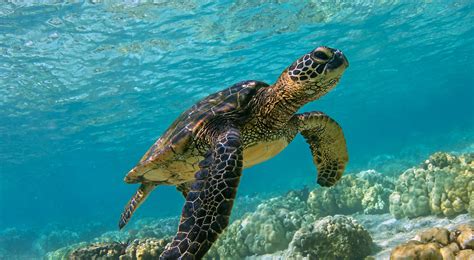 綠草龜|【動物好朋友】綠蠵龜 (Green sea turtle)